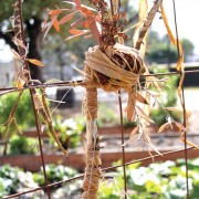 The 'Tree Hugger' art project located in the CSUN Campus Food Garden features stick figure-like men made out of 'completely green' material. Photo Credit: Tessie Navarro / Visual Editor