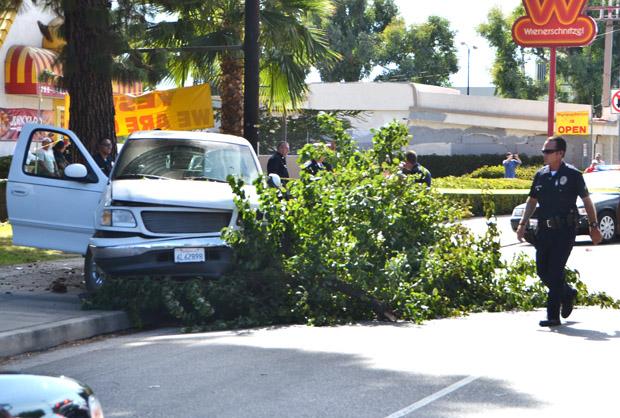 Two alleged armed robbers crashed into a tree on Nordhoff Street after a LAPD pursuit Thursday afternoon. Photo credit: John Saringo-Rodriguez / Photo Editor