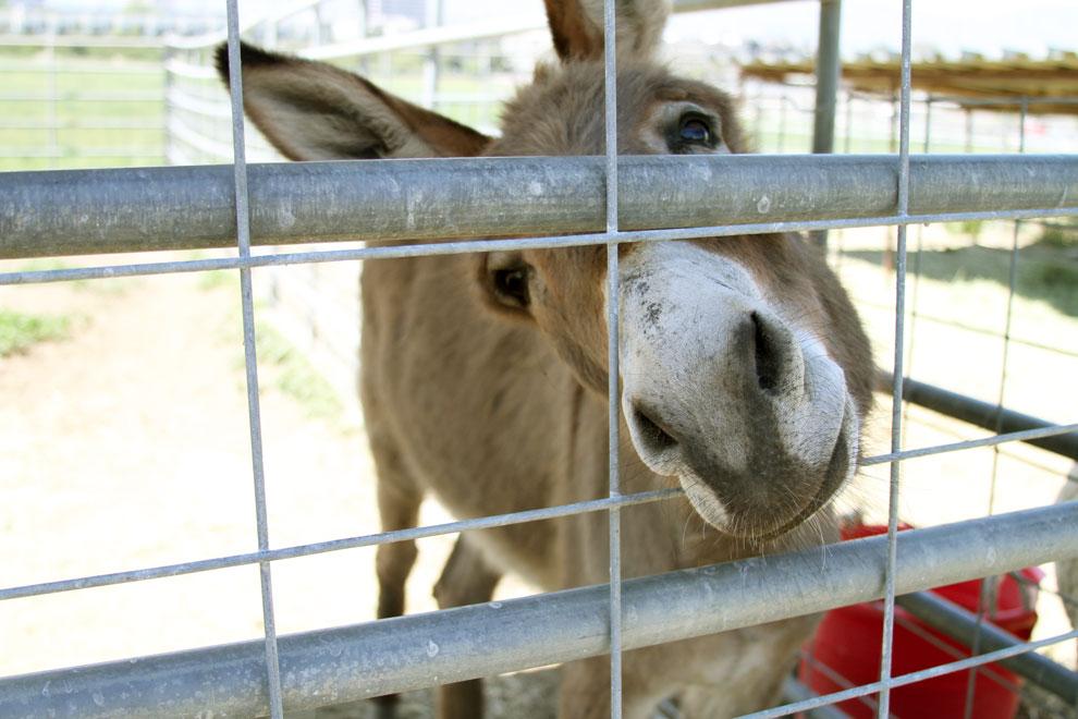 A donkey sticks his nose out of a hole in the fence at the Pierce College animal farm. Located towards the back end of the farm are some sheep and a donkey. Photo credit: Tessie Navarro / Multimedia Editor