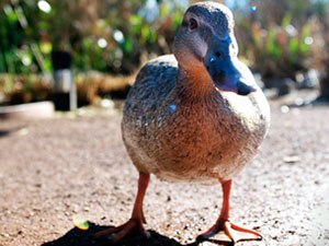 Wildlife evolves at CSUNs duck pond