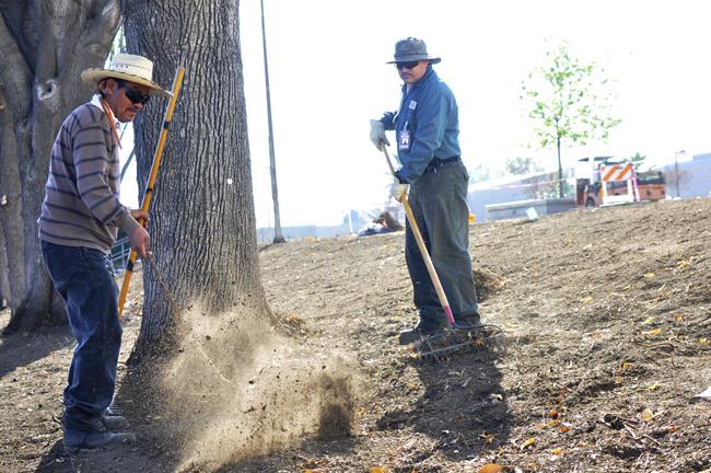 Staff employees Victor Gonzalez (Left) pulls up a root from the ivy as Darwin Rivera (Right) rake the ground where the ivy were removed to be replaced with drought resistant plants on Monday, Jan. 27, 2014 in Northridge, Calif.