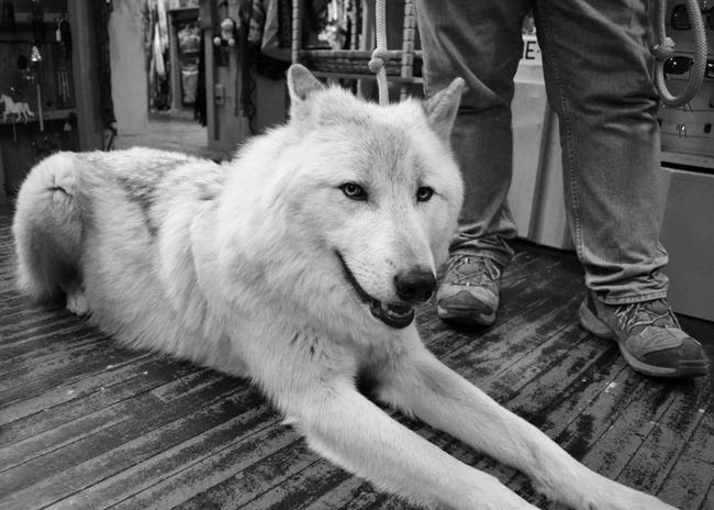 Even at rest in a Big Bear shop Journey attracts visitors to pet and photograph him.  Photo Credit: Patricia Perdomo/Contributor
