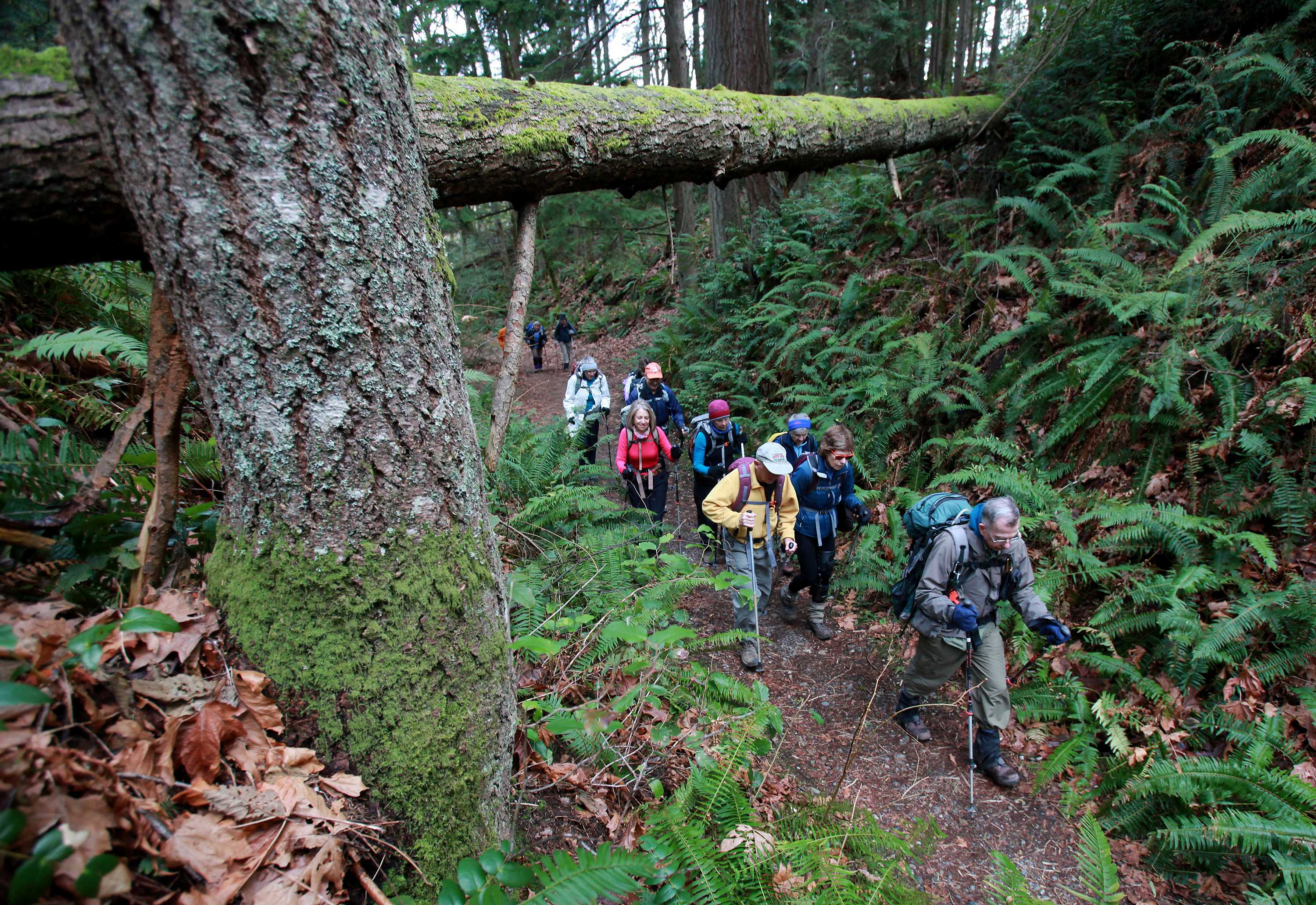 Pete Girard, right, leads a hike on Squak Mountain, which is usually snow-free. (Ken Lambert/Seattle Times/TNS)