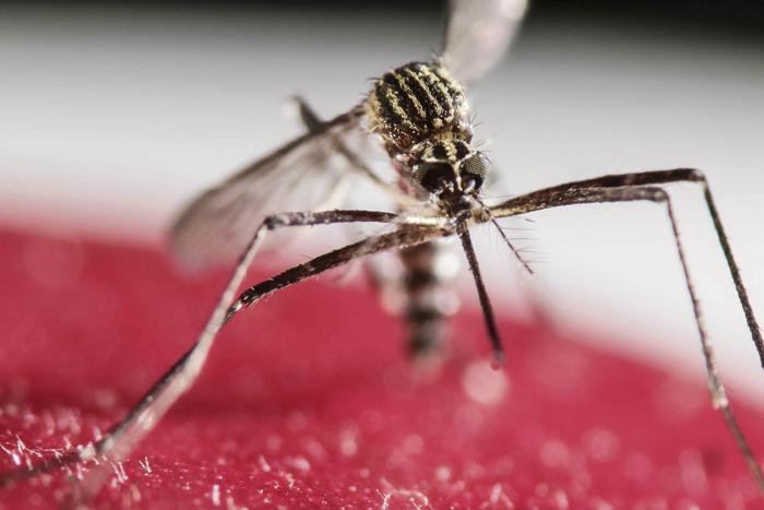 A mosquito from the genus Aedes, which can carry Zika virus. (Jeffrey Arguedas/EFE via ZUMA Press)