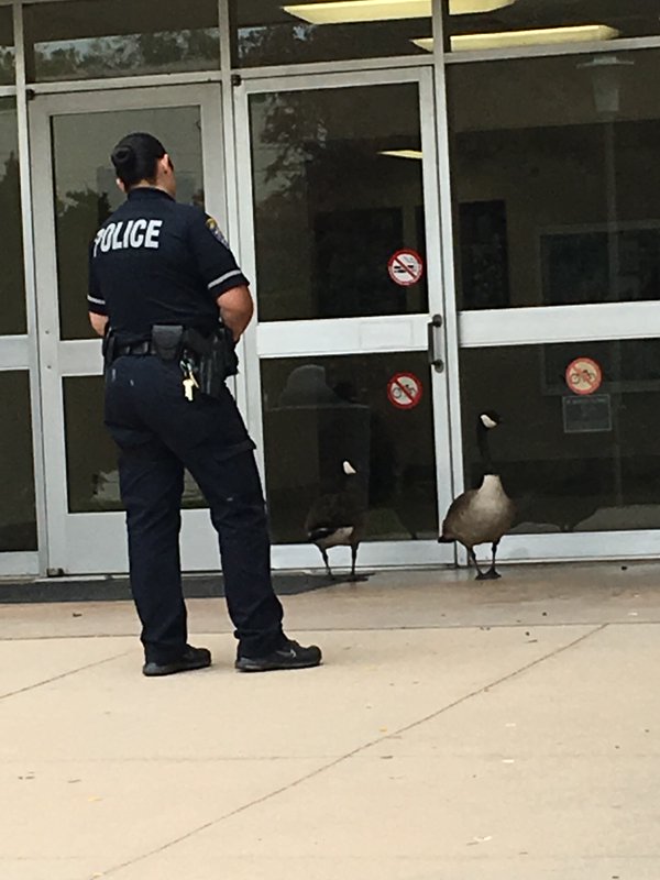 The geese were spotted on April 7. Photo courtesy of Julian Lozos, CSUN assistant professor of geophysics.