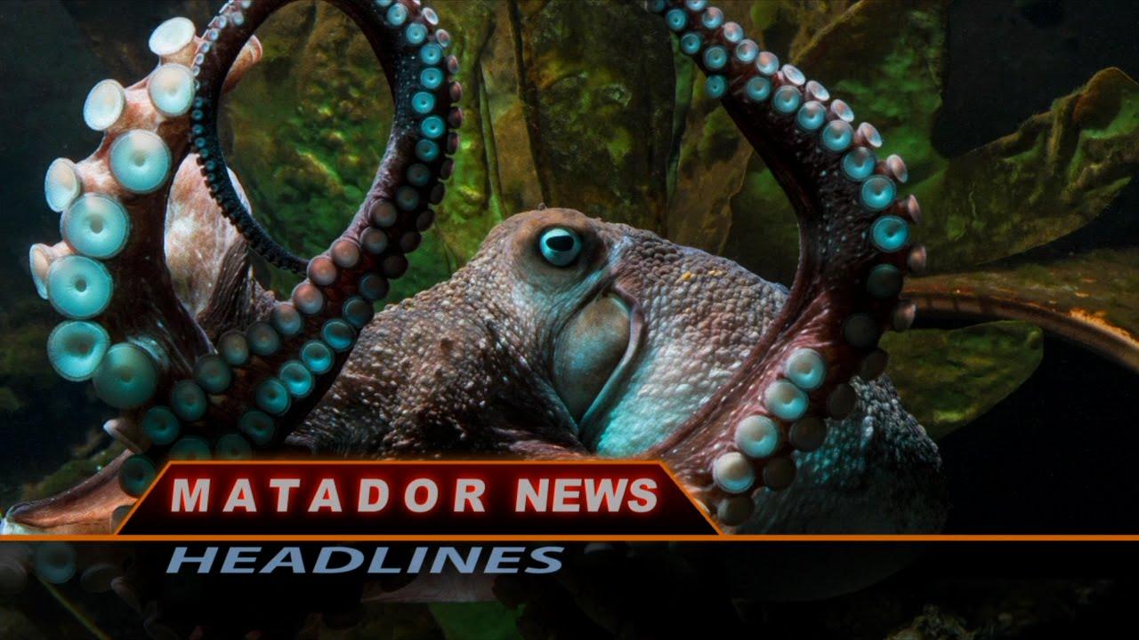 Image of octopus for Matador News Headlines