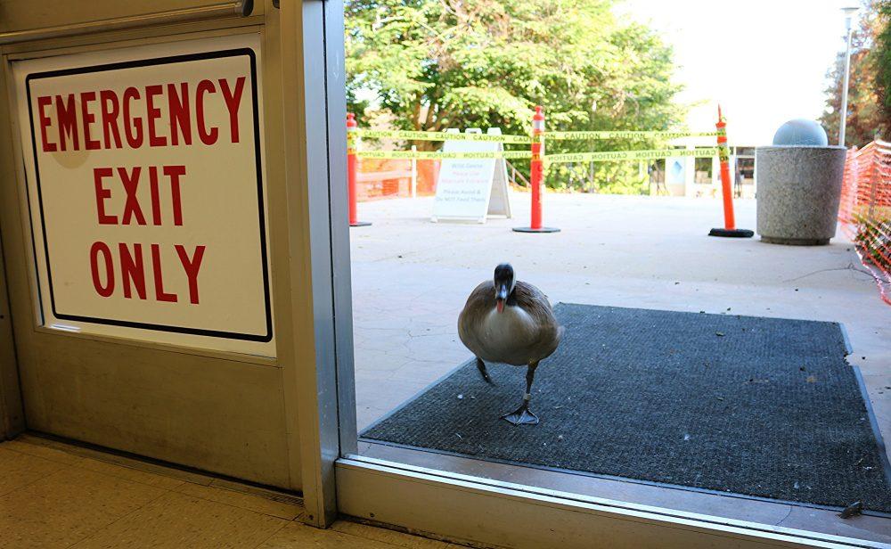 Goose pictured outside CSUN building