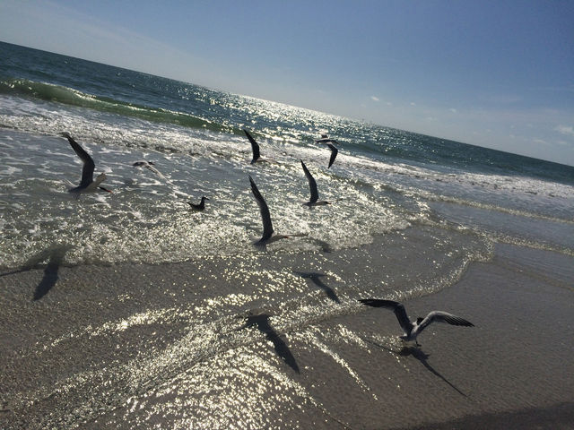 Seagulls fly along the beach