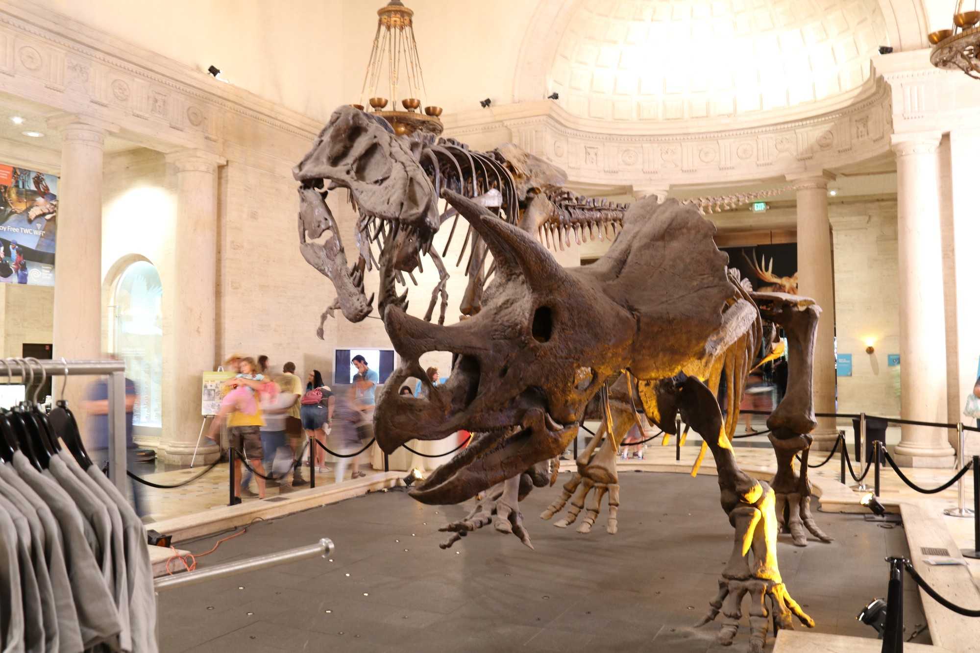 Dinosaur skull displayed in museum