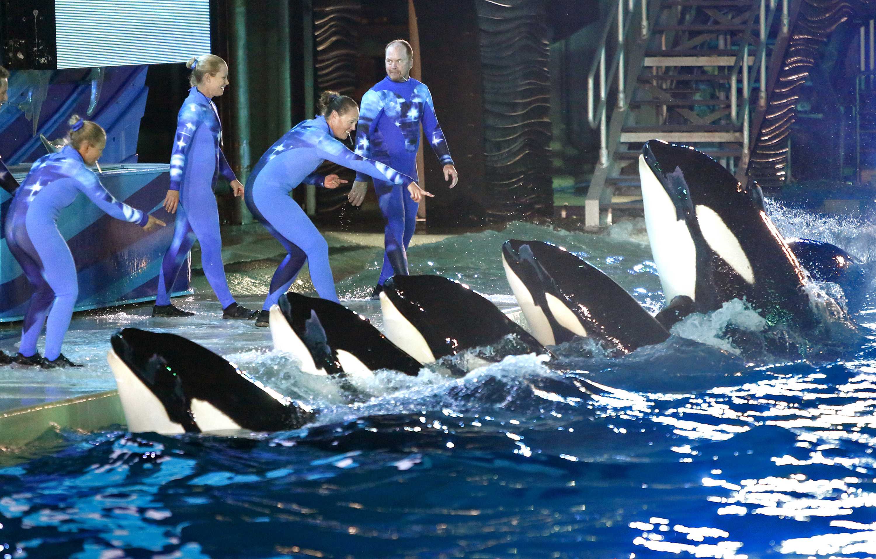 During a night performance at Shamu Stadium, trainers direct killer whales on March 20, 2014 at SeaWorld San Diego. (Don Bartletti/Los Angeles Times/TNS/MCT)