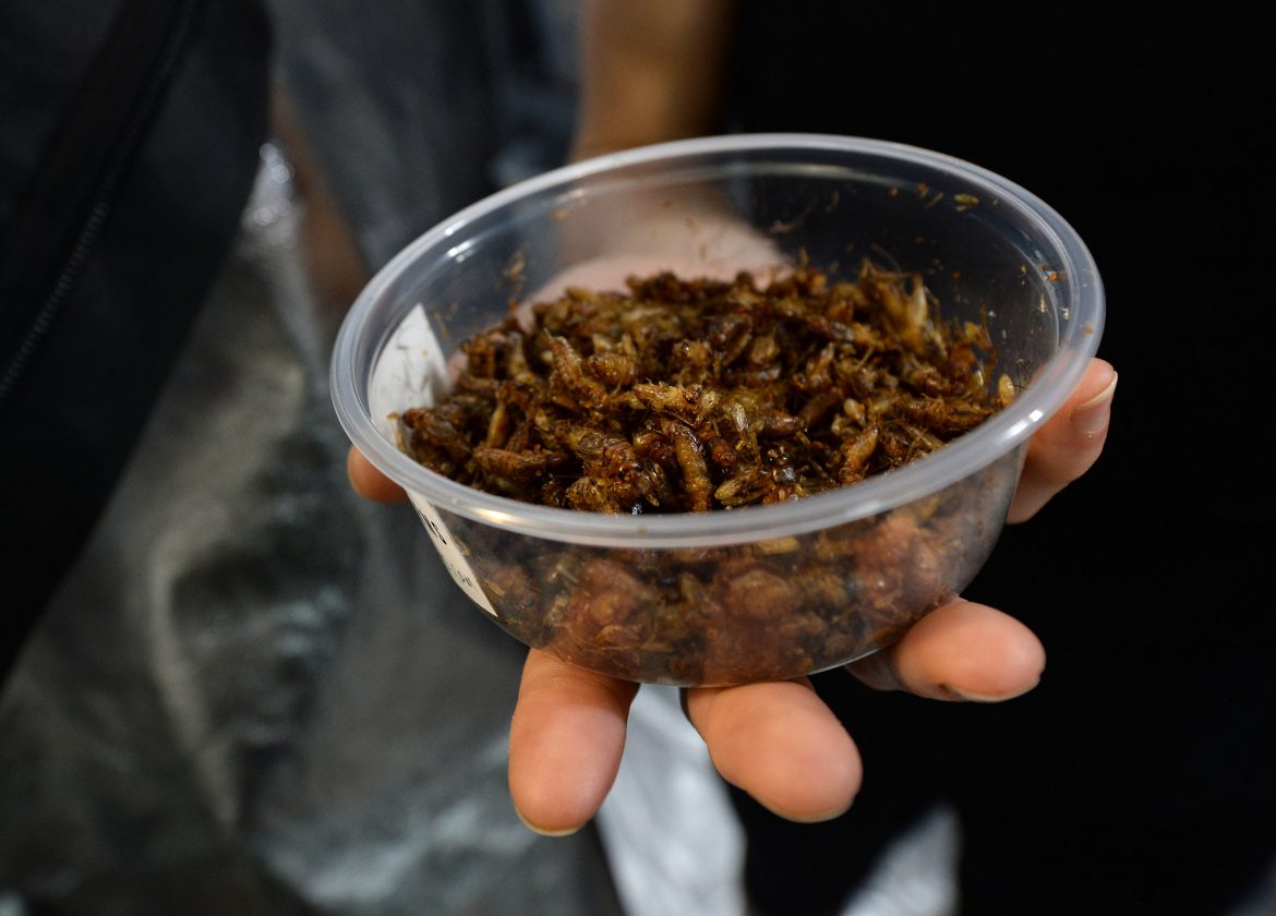 container of roasted cricket pictured