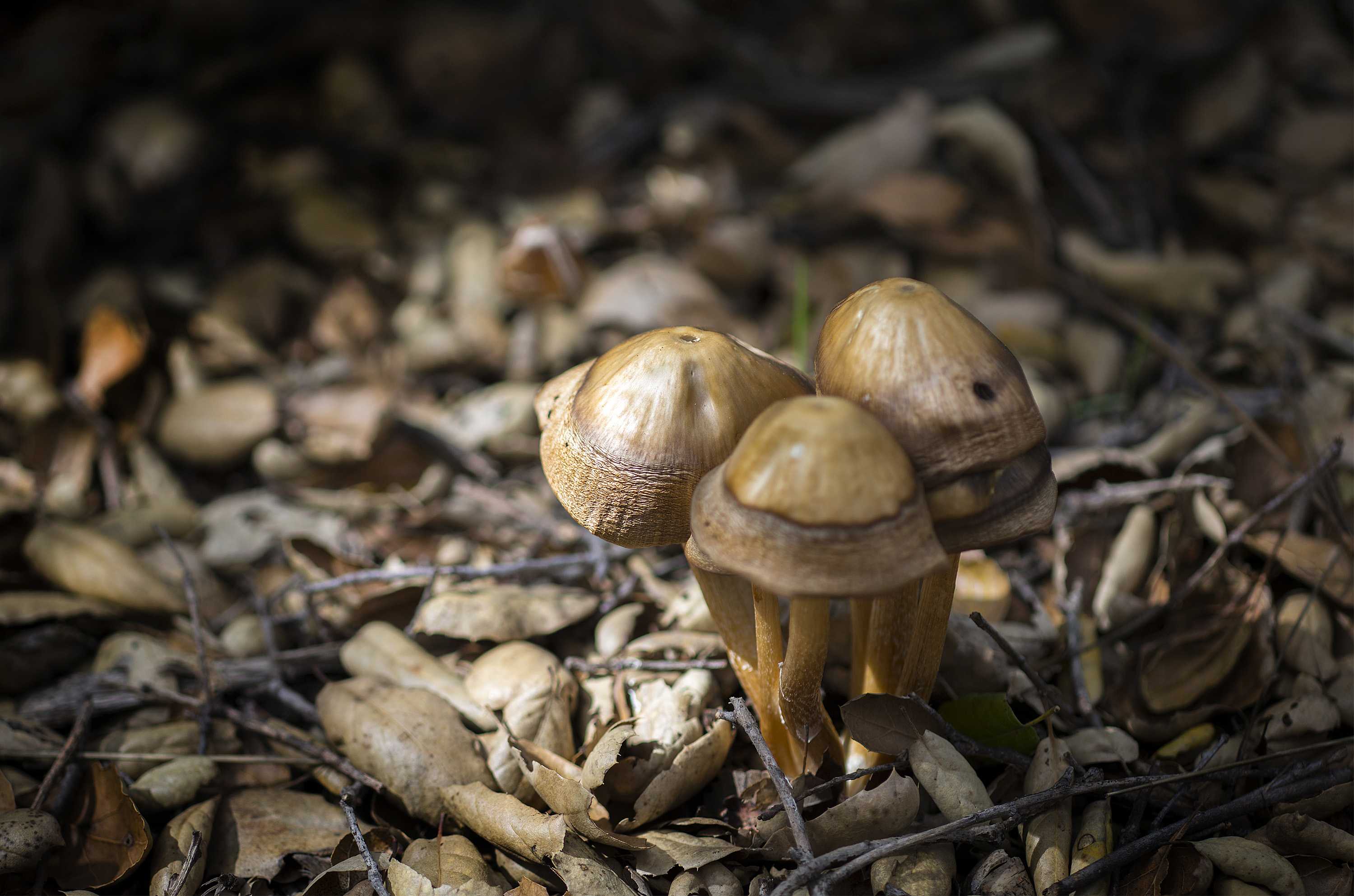 Magic Mushrooms might be decriminalized in California The Sundial