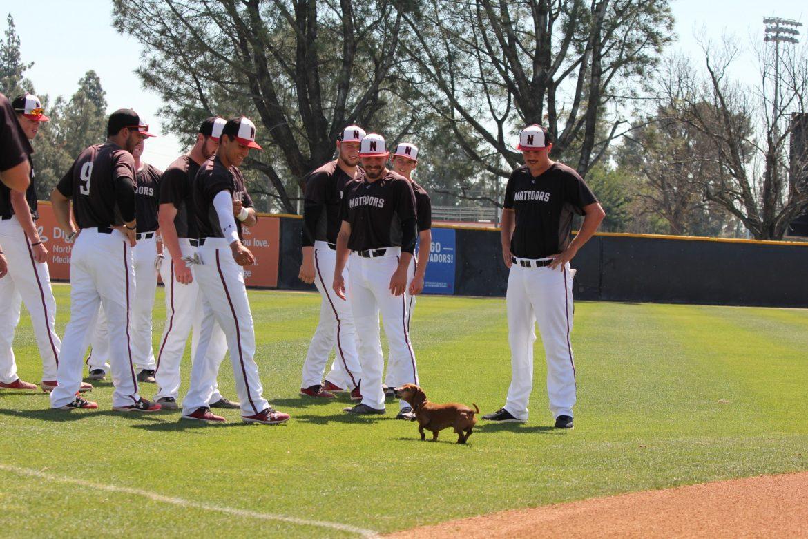 CSUN+matadors+baseball+team+on+the+field+happily+looking+at+a+wiener+dog