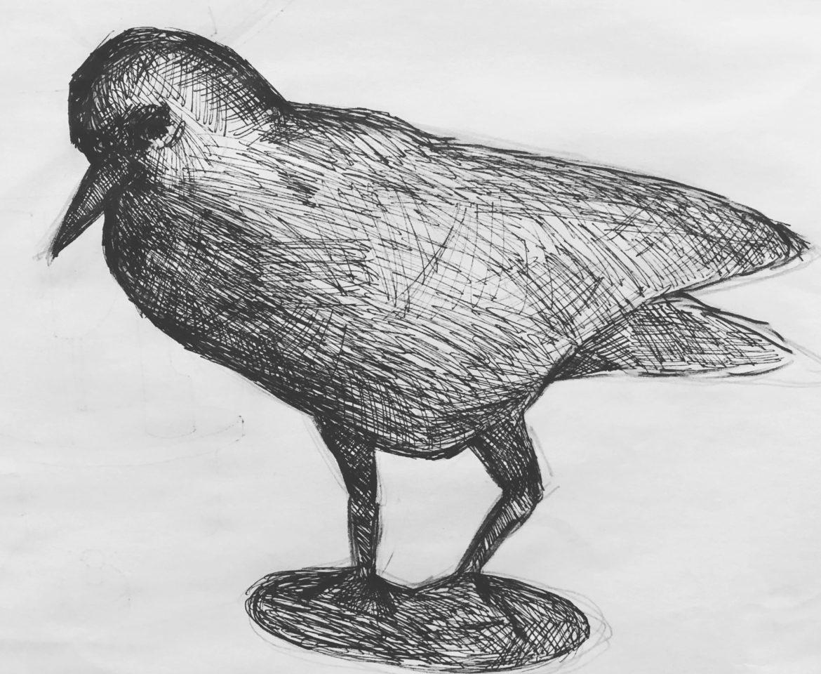 drawing+of+a+bird
