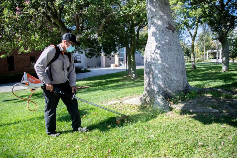 Pablo Anjuiano trims the grass near Manzanita Hall at CSUN in Northridge, Calif., on Nov. 17, 2020.