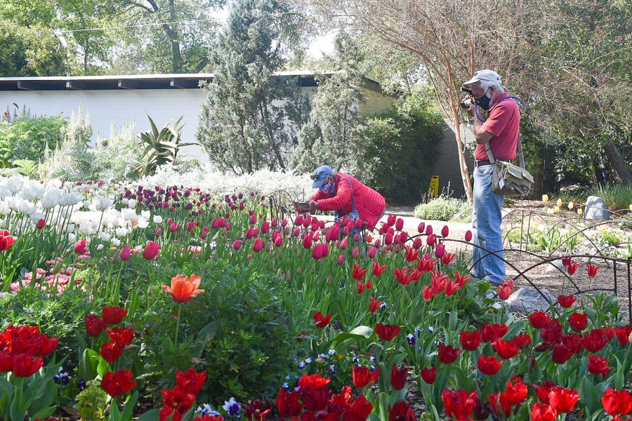 Visitors take photos of the tulips at the Descanso Garden in La Can?ada Flintridge, Calif. on Monday, April. 5, 2021. The tulips are located along the Promenade, near the entrance of the garden.