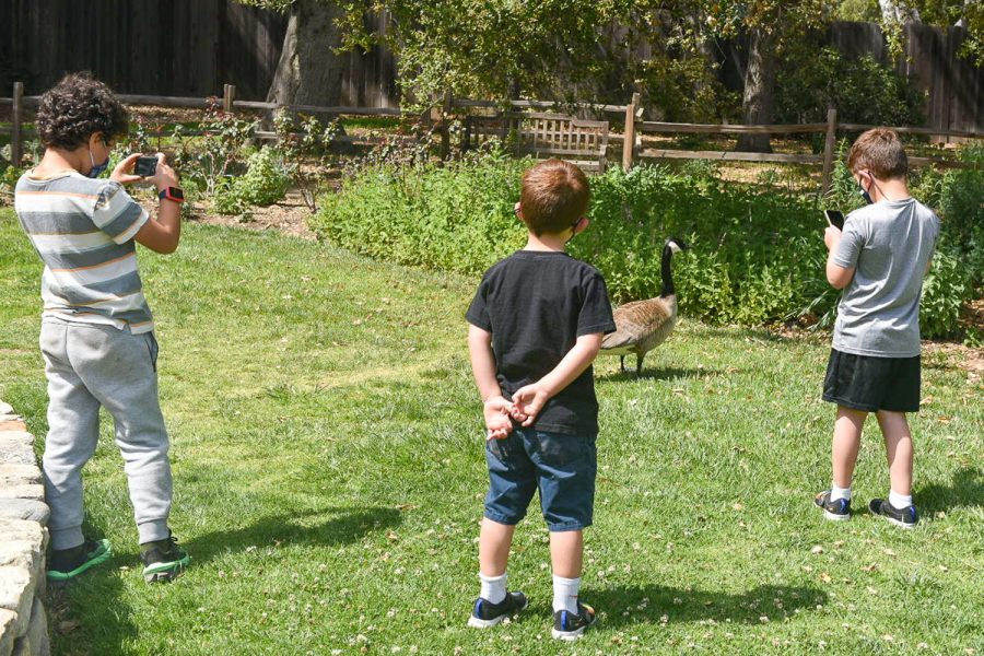 Young visitors take photos of a bird at the Descanso Gardens Rose Garden in La Can?ada Flintridge, Calif on Monday, April. 5, 2021.