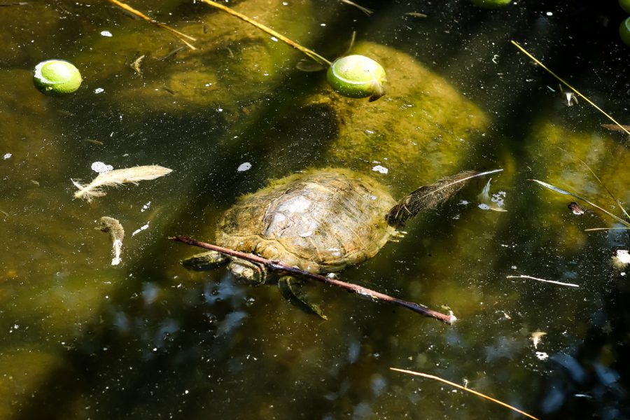 A+turtle+floats+in+the+murky+algea+filled+water+at+the+CSUN+Duck+Pond+onSeptember+6%2C+2021+in+NORTHRIDGE%2C+Calif.