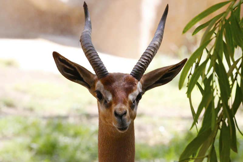 head shot of gazelle