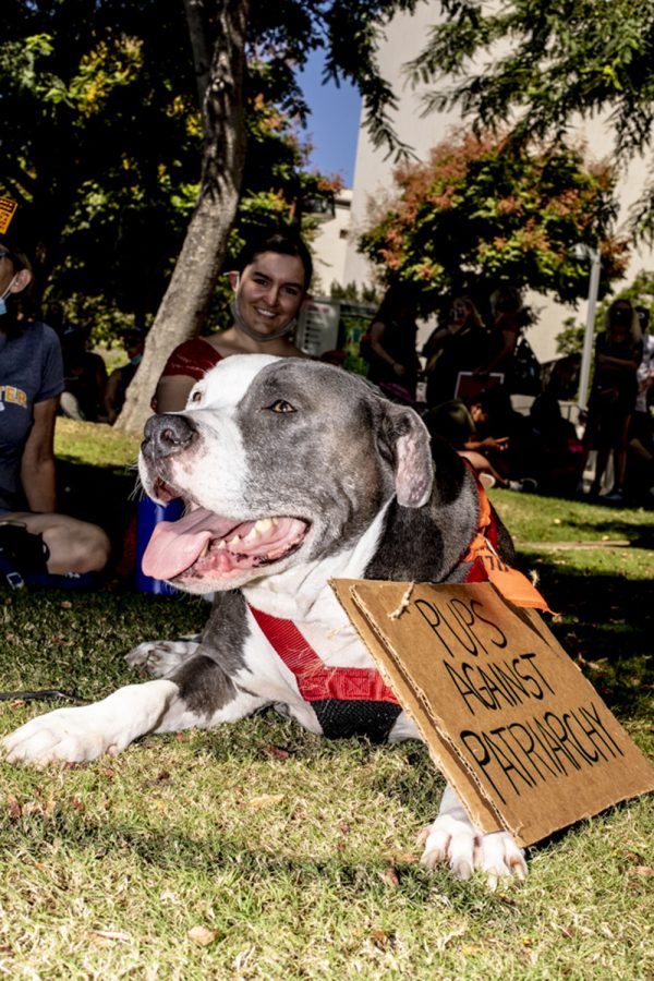 Chomper the dog, center, at the march for women’s reproductive rights organized by Women’s March in downtown Los Angeles, Calif., Oct. 2, 2021.