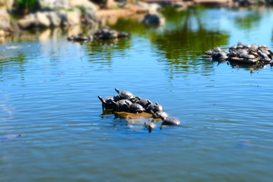 Detail image of the CSUN Duck Pond taken on March 21, 2022, in Northridge, Calif.