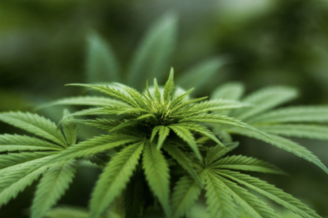 closeup of cannabis plant