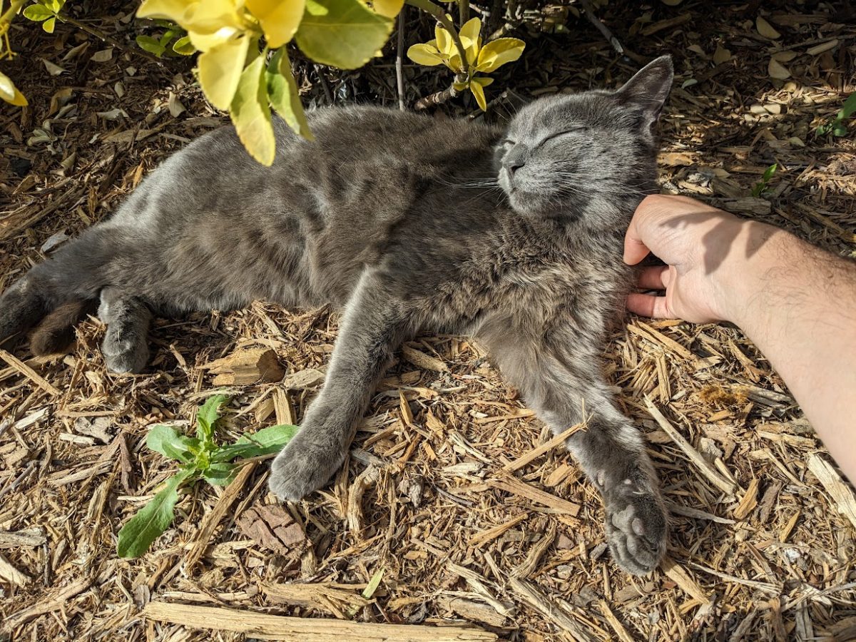 Einstein, a feral cat at CSUN, lays in a planter under some bushes near the Sierra Center.