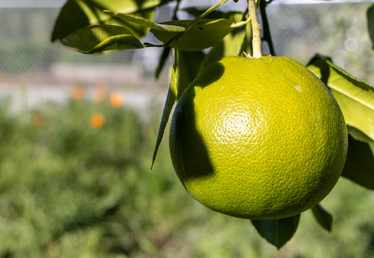Citrus fruit trees are the most prominent throughout the CSUN campus, shown in the G.A.R.D.E.N in Northridge, Calif., on Monday, Feb. 12, 2024.