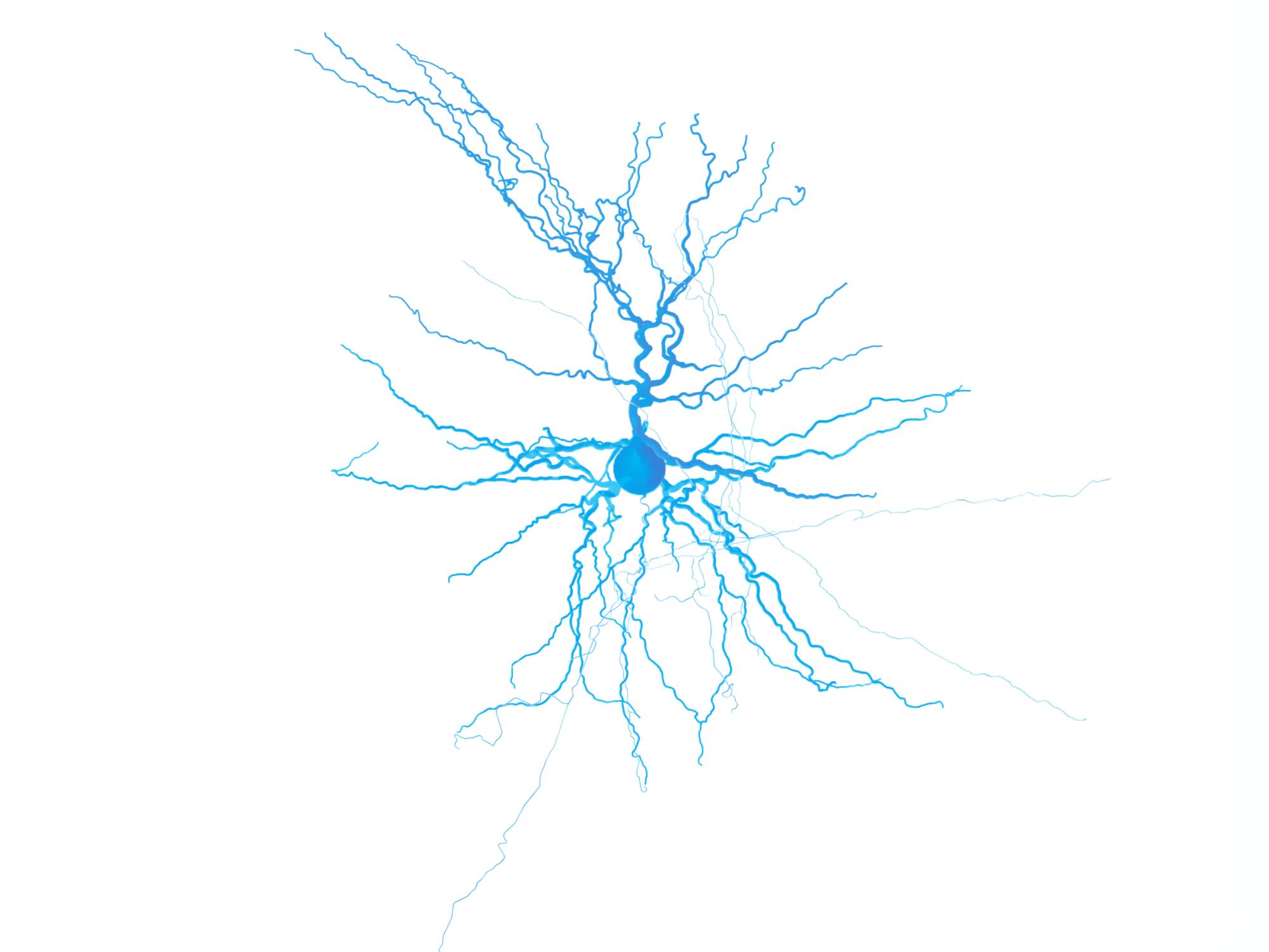Brain neuron.