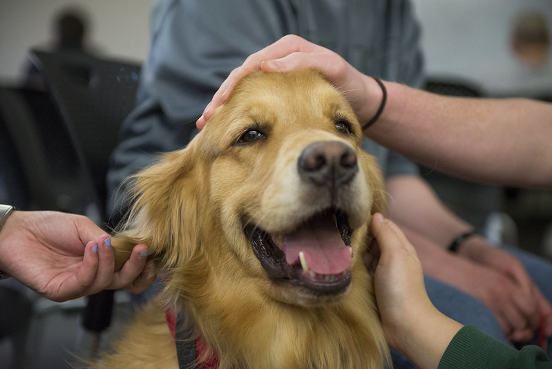 How Pet Companions Boost Student Success