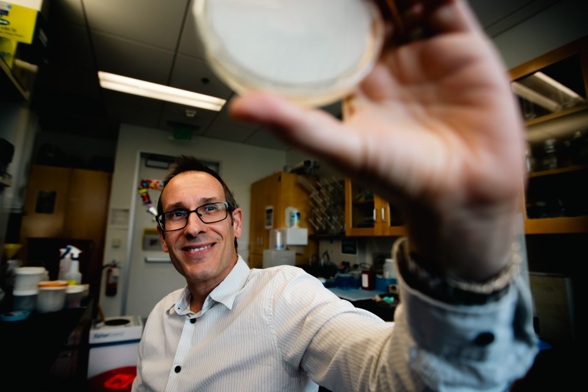 Biology Professor Cristian Ruiz Rueda holds a petri dish to the light in his research lab at CSUN in Northridge, Calif., on Oct. 11, 2024.