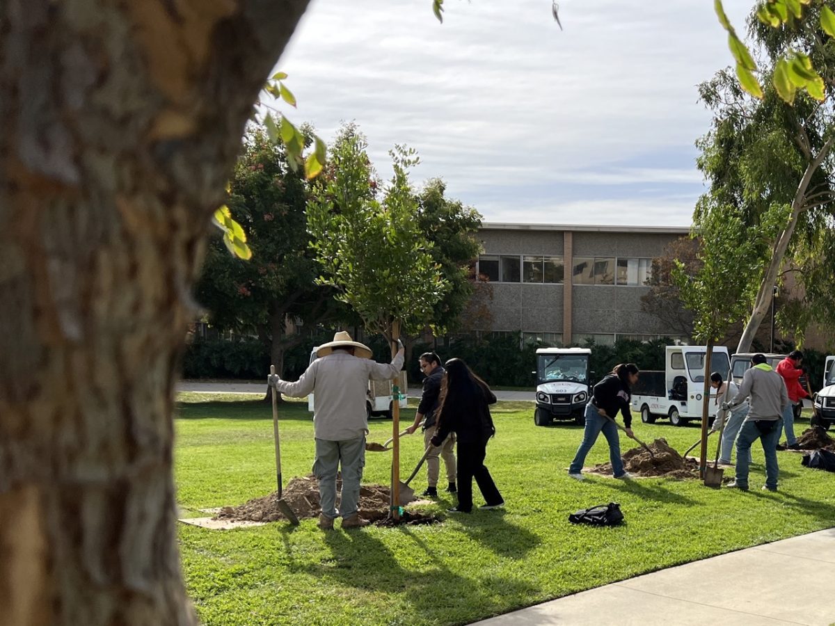 UNIV 100 freshman planting trees on Manzanita Lawn for urban forest module. (Photo courtesy of Aspen Coty)