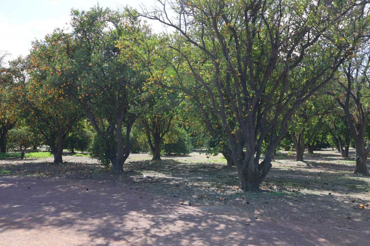 Orange Grove located at California State University, Northridge off of Nordhoff Street in Northridge, Calif. 