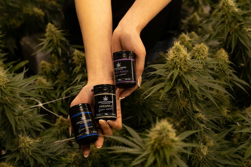 THCA Pounds: A Bulk Buying Companion for Retailers