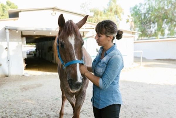 What Students Should Know About Horse Industry Jobs Before Entering the Workforce